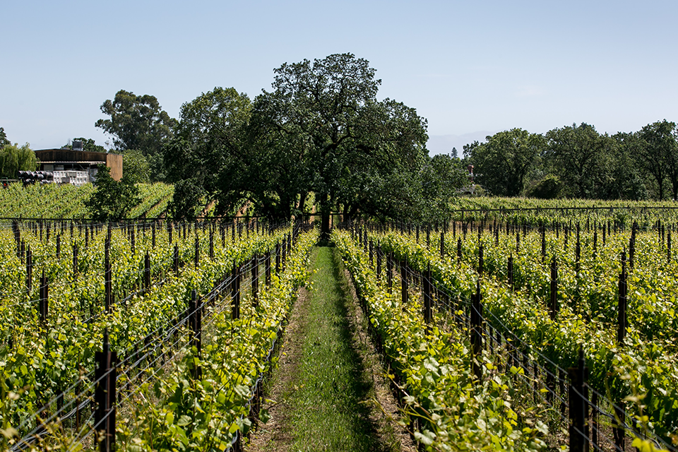 Rows of vines at Olivet Grange Vineyard